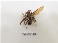 藏品(雙金環虎頭蜂)的圖片